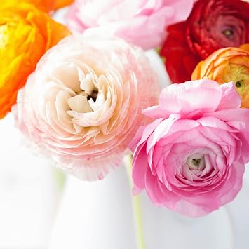 Greenchoice Flowers - Ranunculus, Fresh Cut Flowers, Fresh Flowers for Delivery (60 Stems, Assorted)