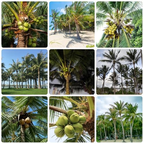 Semillas resistentes de palma de coco, semillas de arboles bonsais cocos nucifera, plantas raras Plantas resistentes para el jardín. Las plantas de hoja perenne son resistentes árbol 30pcs