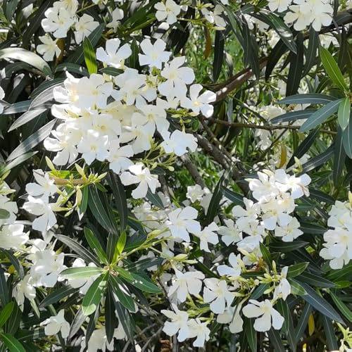 semillas de adelfa, jardín para exterior Adelfa Nerium, exóticas aire libre variedades antiguas raras decoración balcón 10pcs