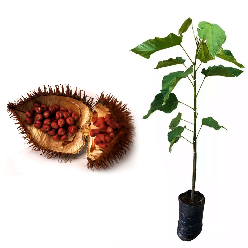 Urucum: o que é, para que serve e como fazer o chá-radardasaude 1 GenéricoMuda de Urucum 20 a 40cm AMK - Plantas Online