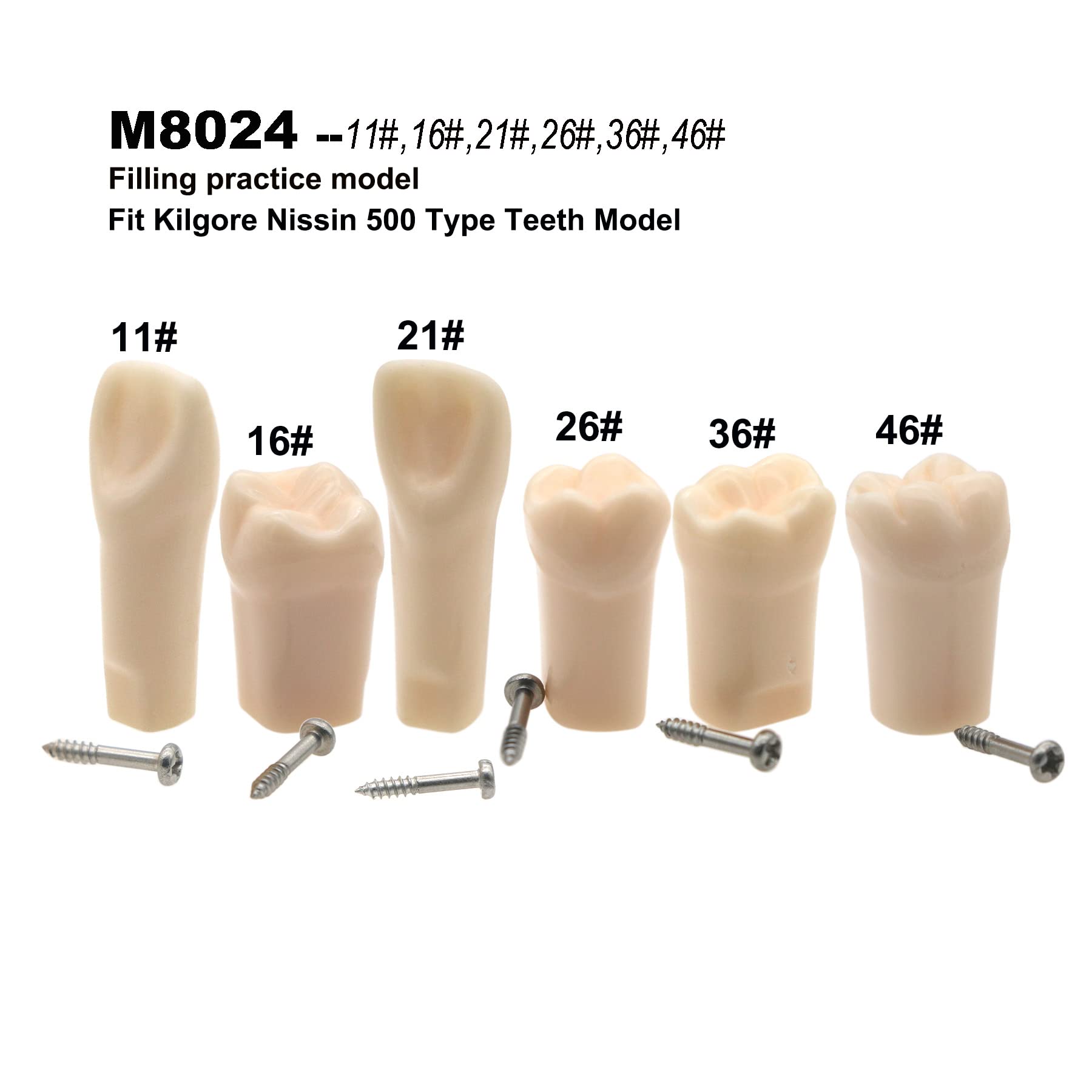 Amazon.com: Typodont Fit for Kilgore Nissin 500 Type Dental Model