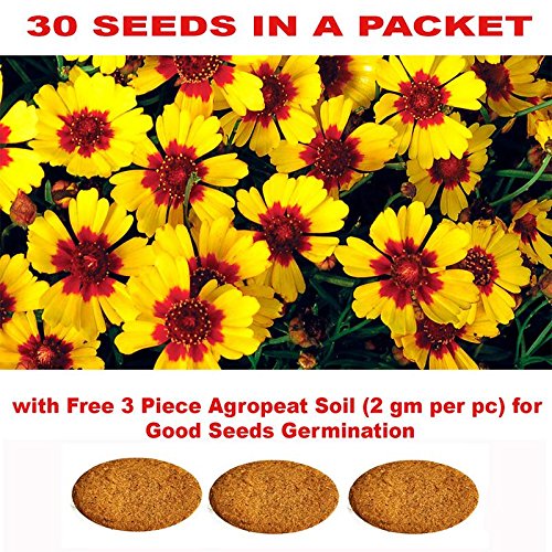 Coreopsis Flower Seeds with Free 3 Piece Agropeat Soil for Good Seeds