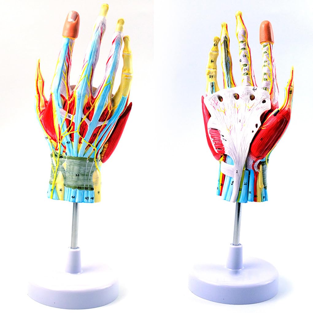 YNIYUJKL Teaching Model Tools,Hand Anatomy Model Hand Joint Skeletal Muscle Vascular Nerve Wrist Joint Hand Surgery Teaching Model Detachable 7 Parts Human Skeleton Anatomy Model Teach