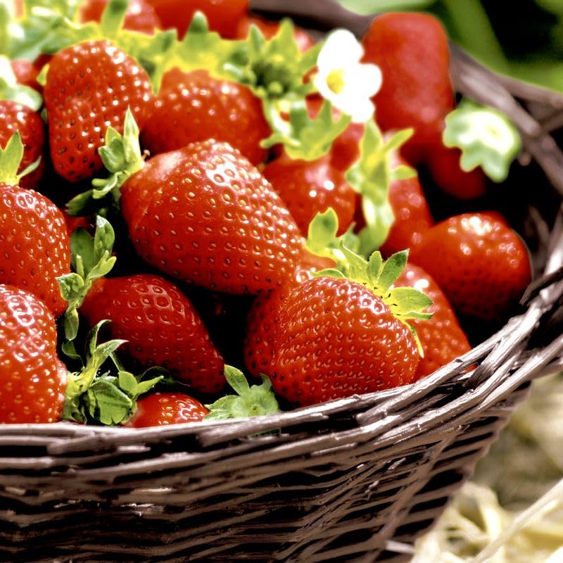Duni 240 servilletas de papel 33 x 33 cm Fresas 3 capas