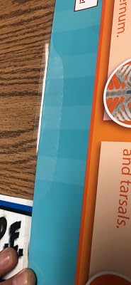 Daydream Education The Skeletal System Classroom India | Ubuy