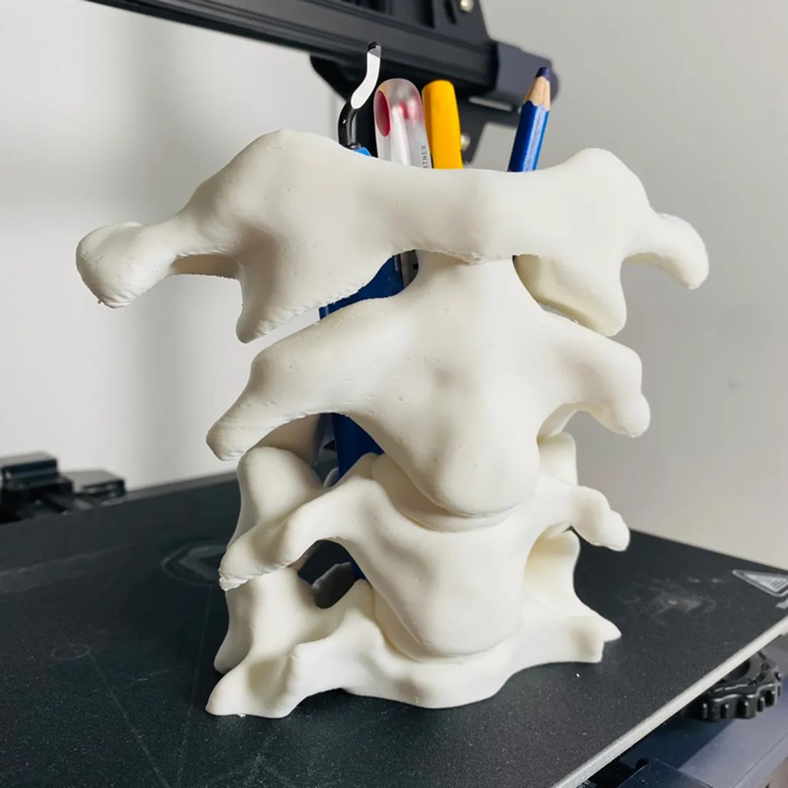 Portapenne a Colonna Vertebrale Stampato in 3D - Organizer da Scrivania per Penne - Regali per la Laurea in Medicina,Bianca,10cm