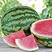 Triple Crown Hybrid Watermelon seed (Seedless) One the best-tasting red variety
