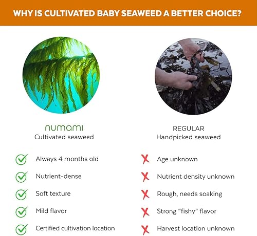 Vista 4 de Copos orgánicos de algas kombu - Algas marinas Young Baby cultivadas en el Atlántico Norte, calidad premium liofilizadas para un mayor contenido