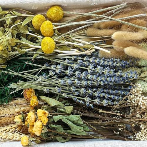 Ramos de flores secas Phragmites para decoración miniatura 5