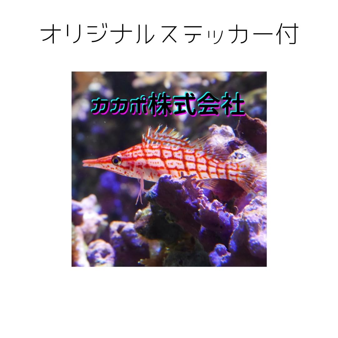 Amazon | アヌビアスナナプチ 3株 水草 水上葉 陰性水草 | ノー