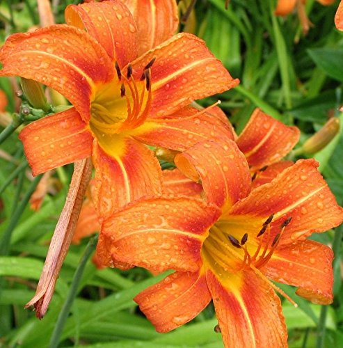 Plantsworld Day Lily Orange Live Plant