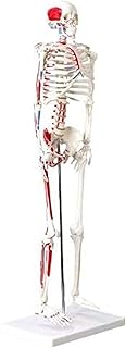 Study Model Educational Model Human Anatomy Skeleton Model Product Muscular Skeleton Model, 1/2 Lifesize, 85Cm, Muscle Painted Medical Teaching Aids,Medical Models SaiFei