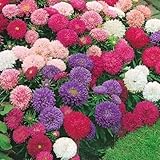 California Giant China Aster'Callistephus chinensis' 200 Semillas