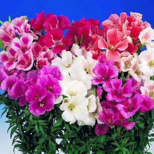 Godetia Flower Seeds Double (50 Seed) Amazon.in Garden & Outdoors
