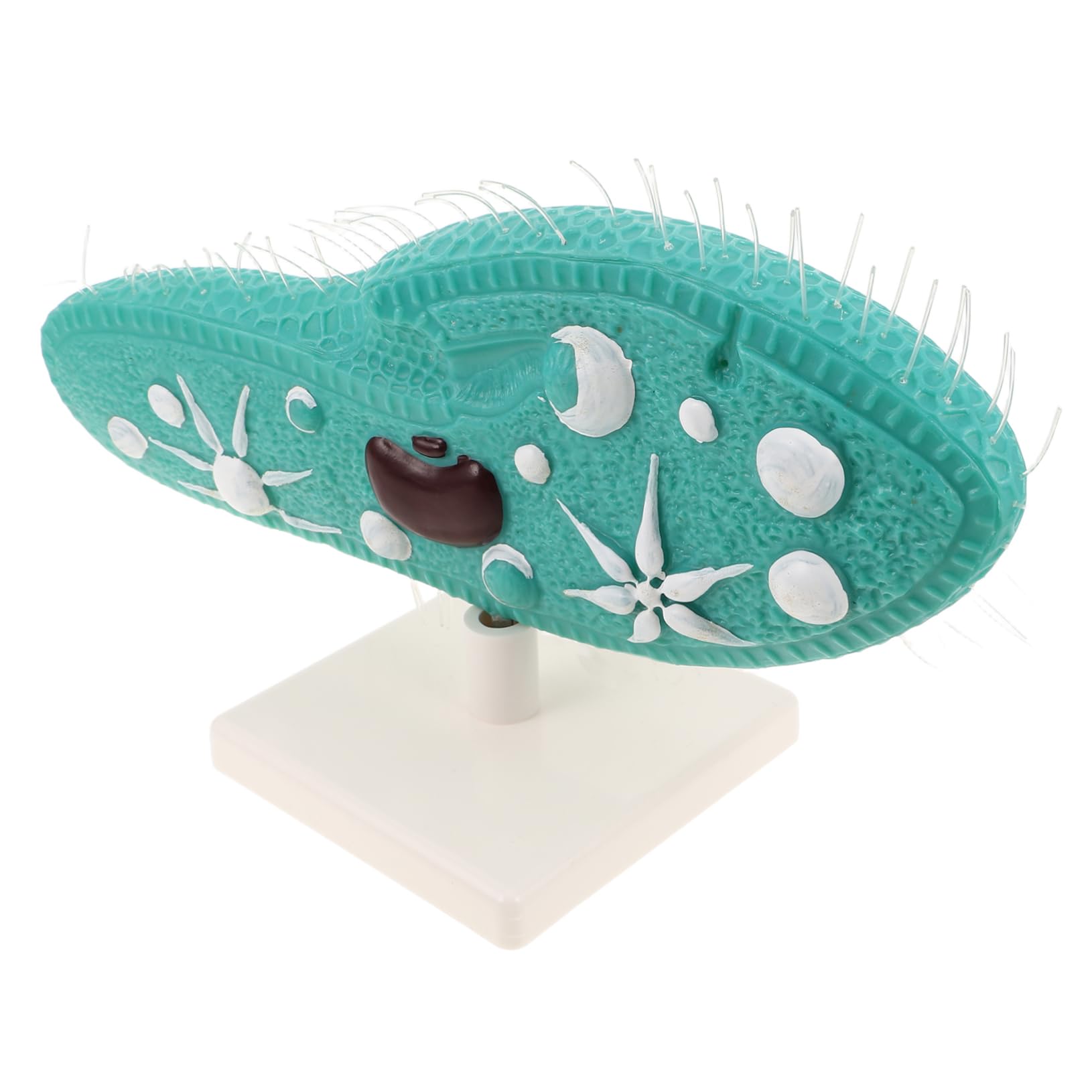 BESPORTBLE Modell mit Detailliertem Ziliendesign Pantoffeltierchen aus PVC Realistische Struktur und Ständer für Biologieunterricht und Naturwissenschaftliche Experimente im Klassenzimmer