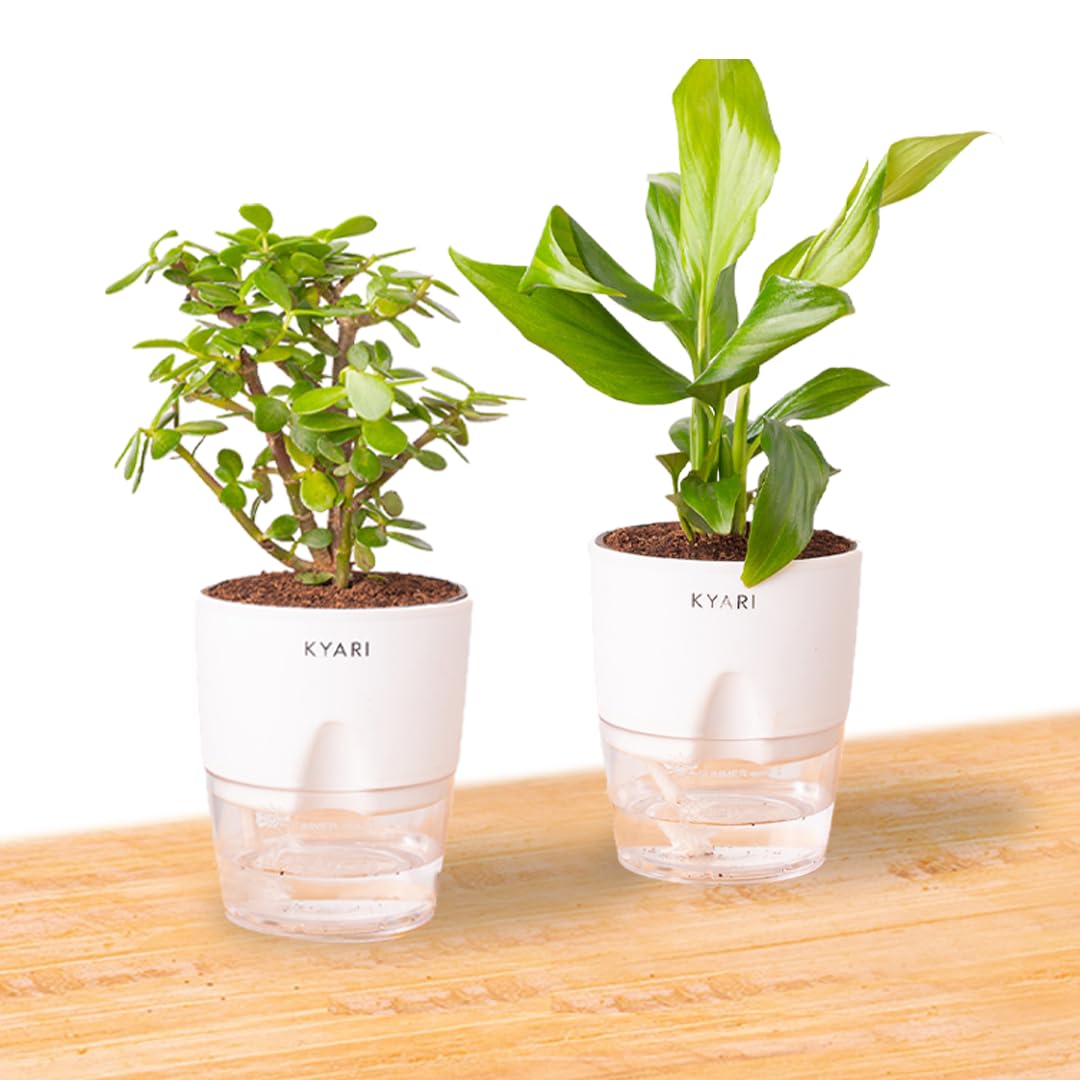 KYARI Combo of Golden Money Pothos, Good Luck Jade Live Indoor Plant with White Self-Watering Pot, Best for Living Room, Kitchen, Bedroom, & Office Table (Set of 2)-image-29