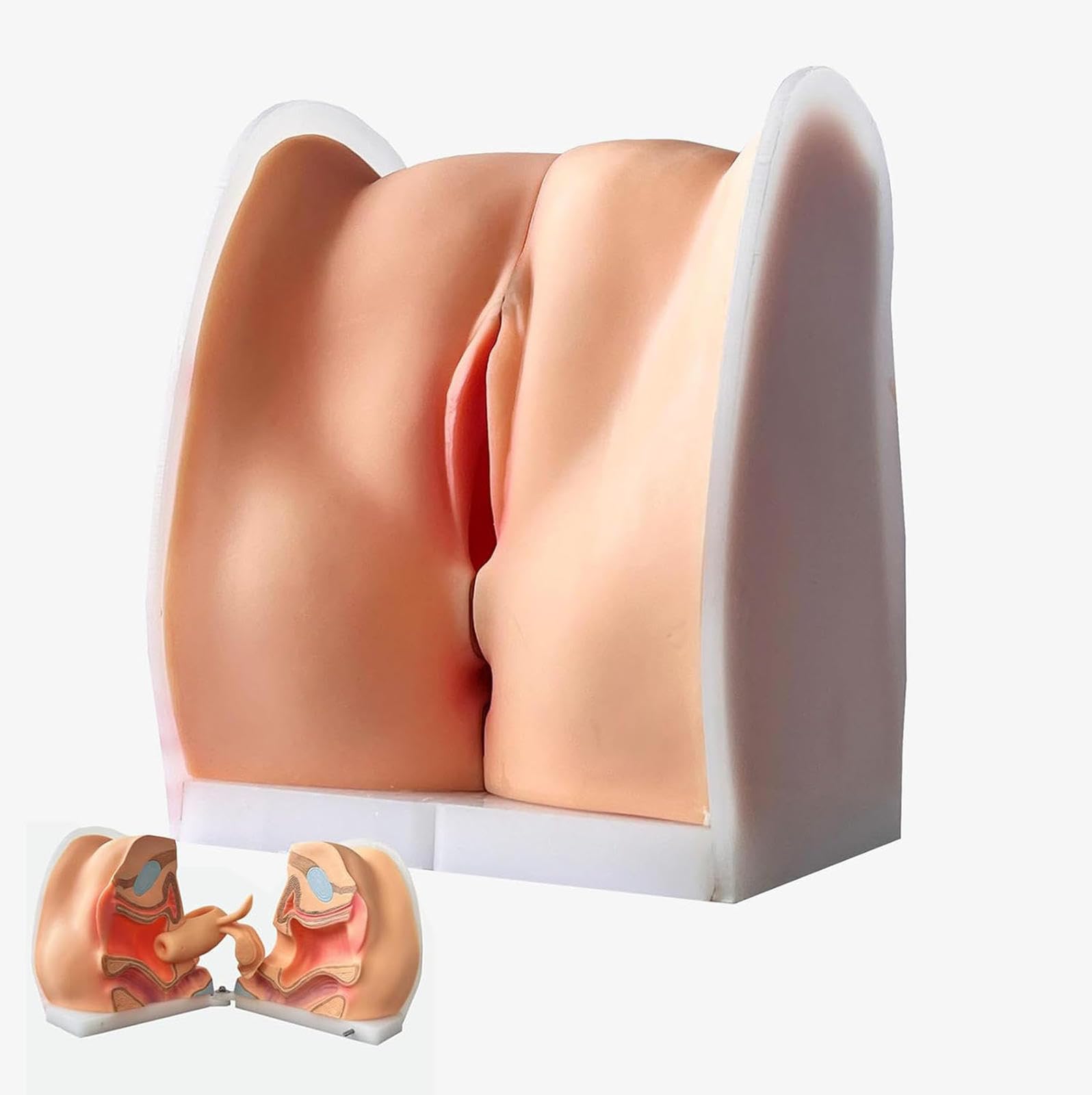 Modèle de gynécologie féminine AMITD d'anatomie pour cours et présentations