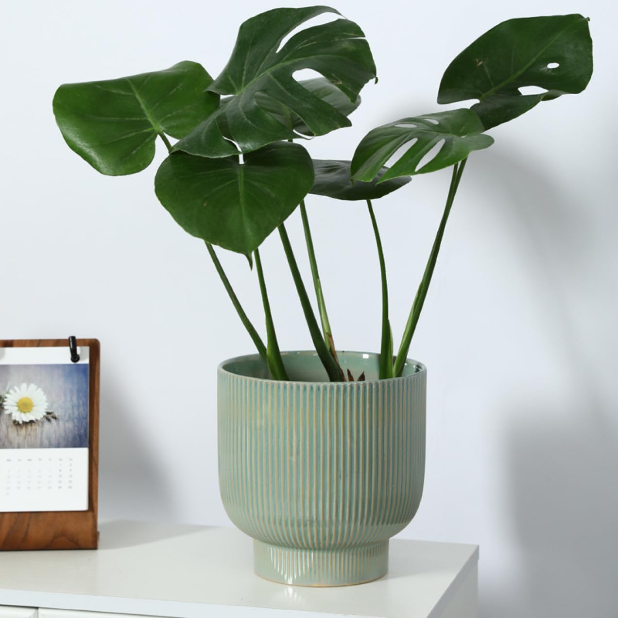 Amazon.co.jp: 紫陽花用の鉢 観葉植物の鉢 受け皿 北欧風 シンプル 底