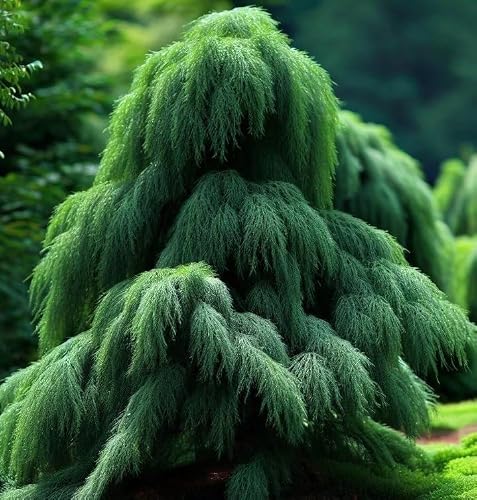 Cupressus darjeelingensis seeds 0.25 oz