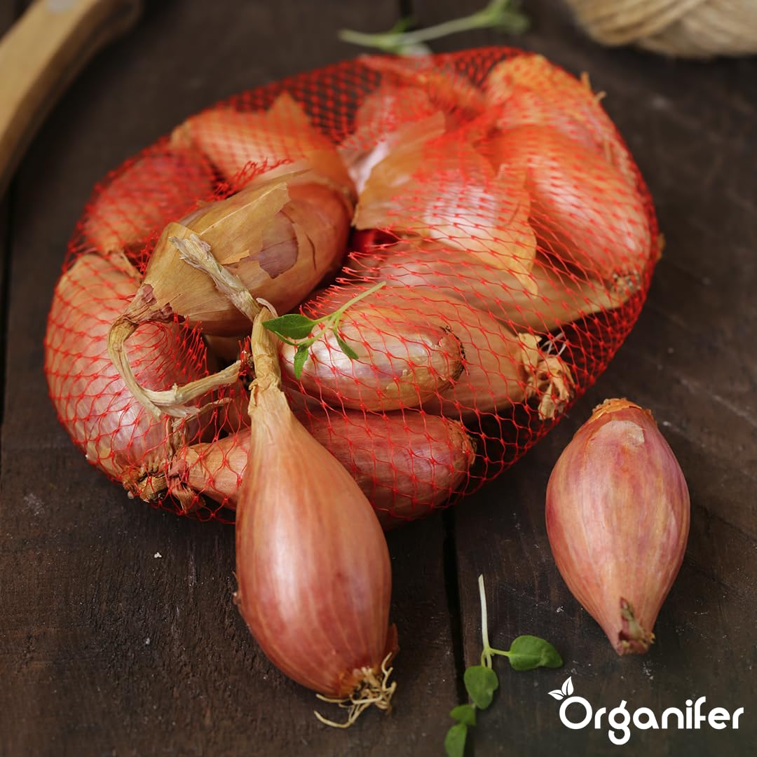 Oignons Sturon 14/21-20kg