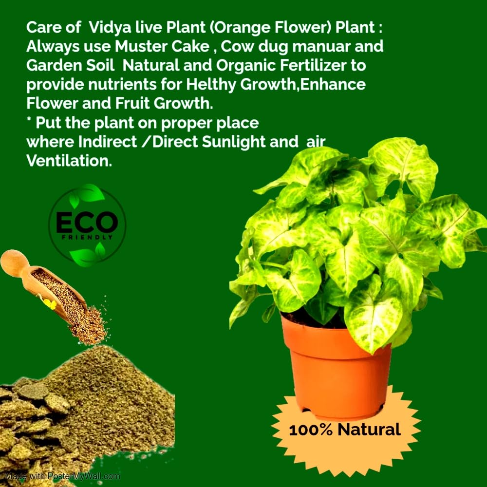 I Syngonium Pixie live Plant with free organic Fertilizer I table top Indoor Plant Decor home office I Positive energy I Air Purifing live plant I 2