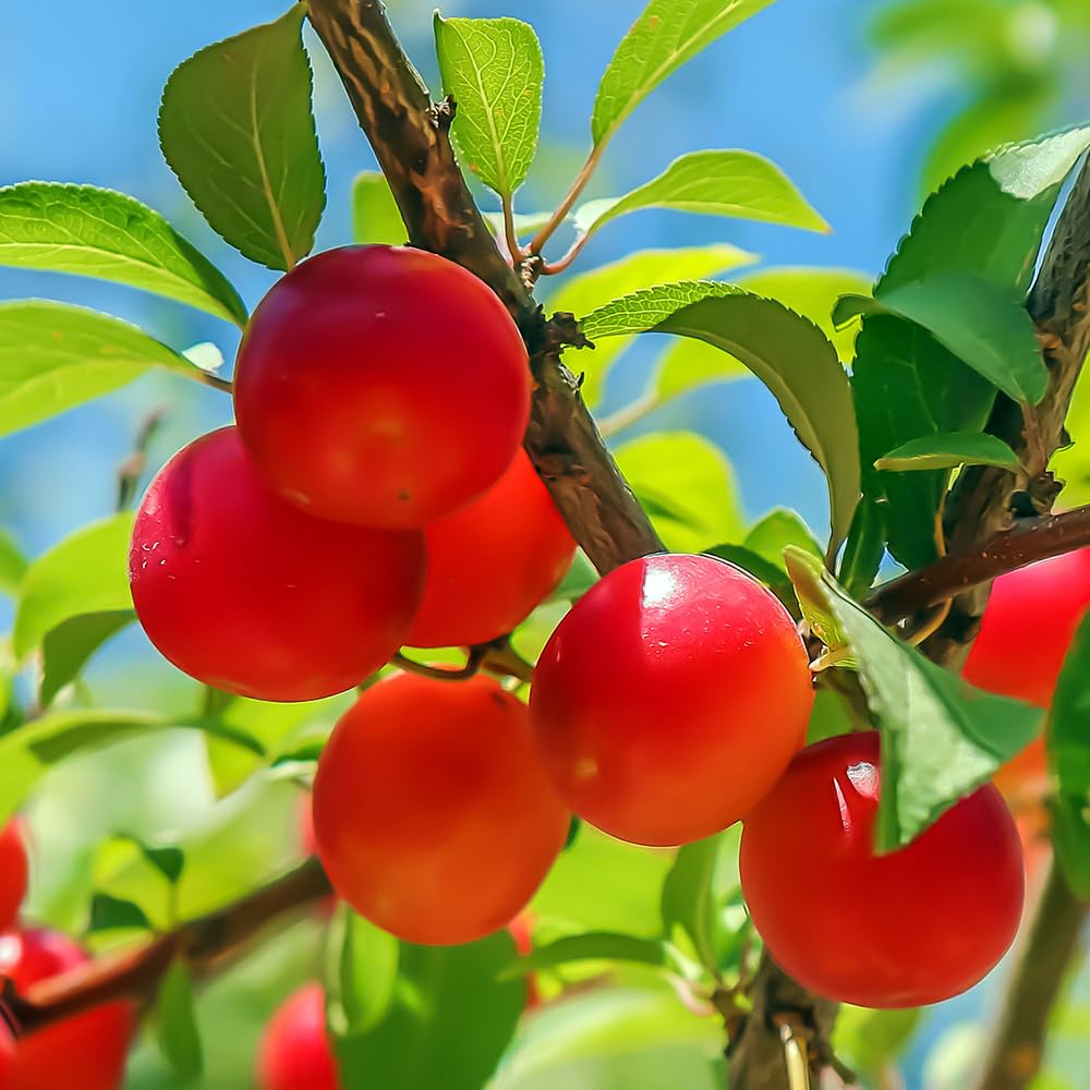 Cherry Plum Tree