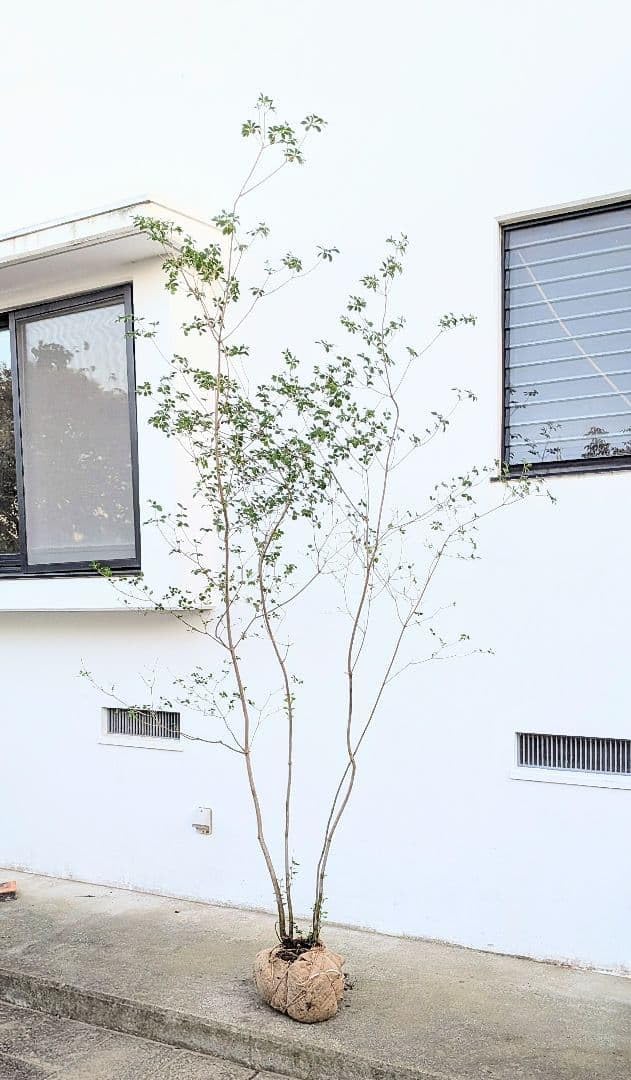 極美 山採りドウダンツツジの根巻き苗 ドウダンツツジ ――株立ち 雑木 自然