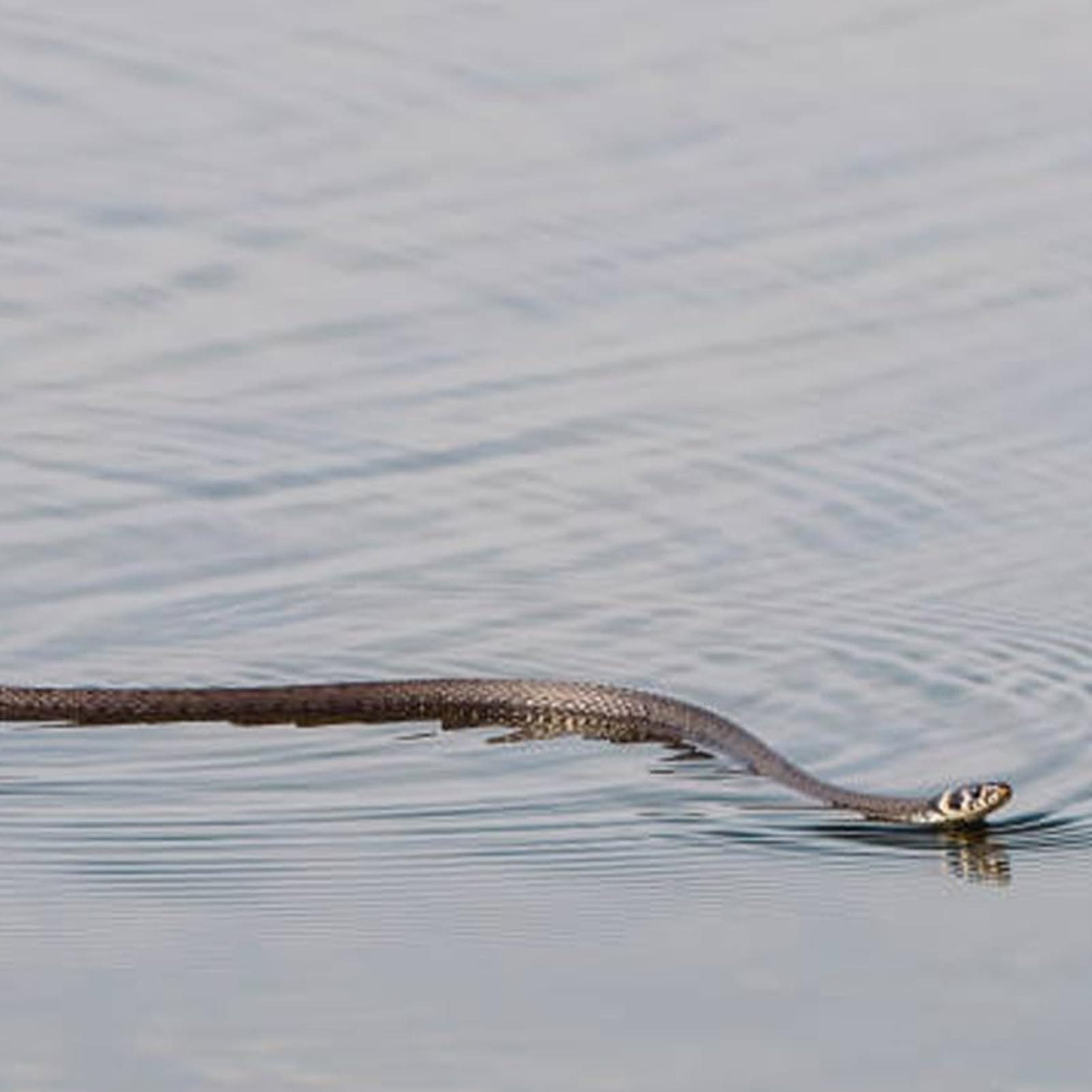 Gioco a serpente con corda e clip, realistico giocattolo a serpente finto su una corda per bambini, adulti e adolescenti, giocattolo da golf, G