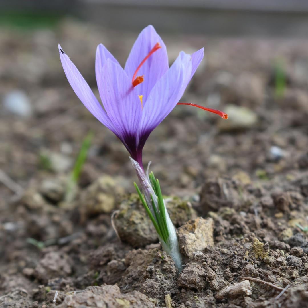 M-Tech Gardens Saffron Crocus Flower Plant Kashmiri Saffron Bulb/Kesar/Zafran/Crocus Corm (5 Bulbs Pack) - Image 7 thumbnail