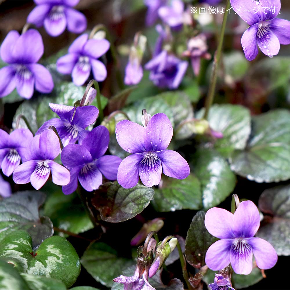 Amazon.co.jp: 黒葉ビオラ ラブラドリカ 10.5cmポット 2個セット