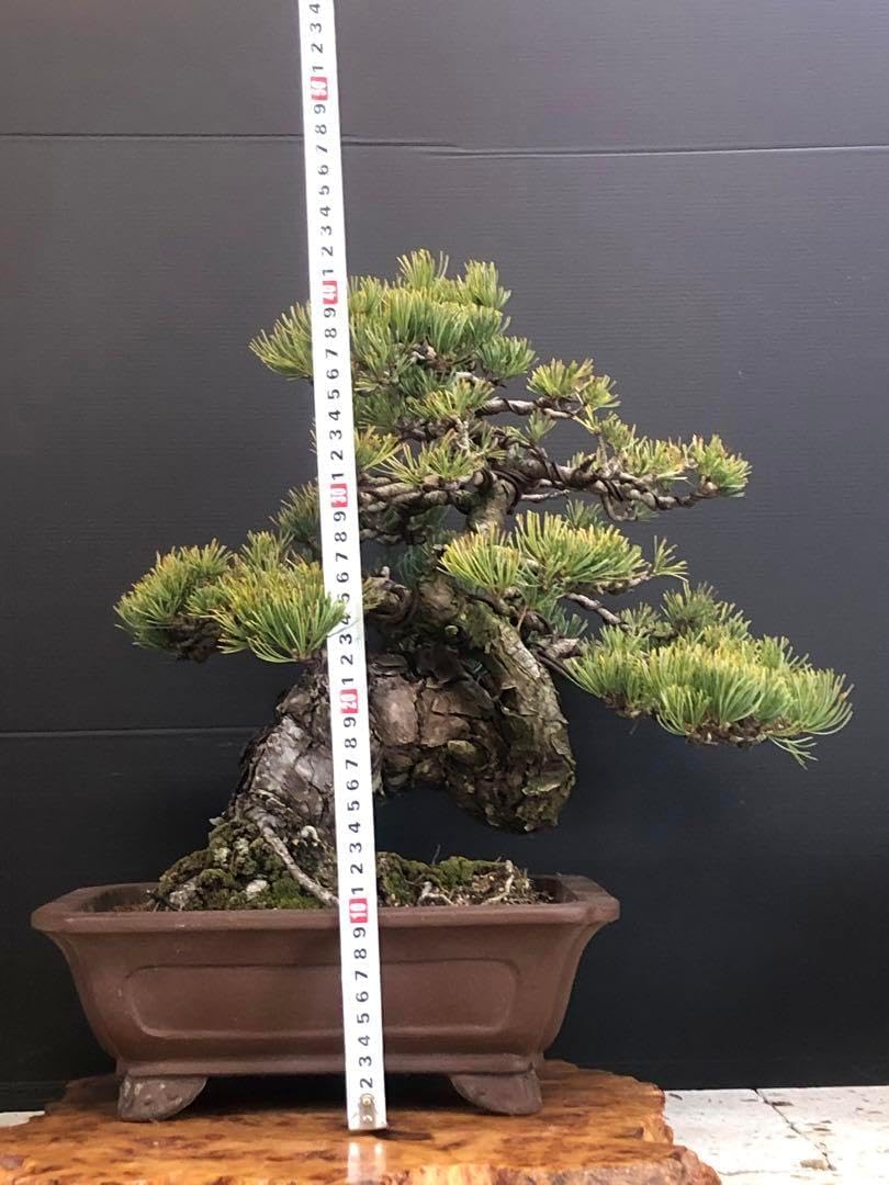 盆栽]松 銀八房五葉 大阪松 黒松 真柏 貴重 極性 純血種 宮島
