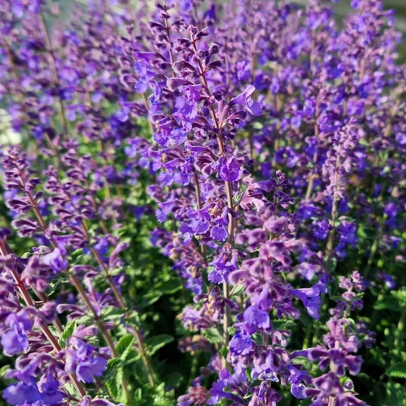 Carbeth Plants - Nepeta Six Hills Giant in 1L Pot - Catmint - Herbaceous Perennial - Aromatic Foliage (1)