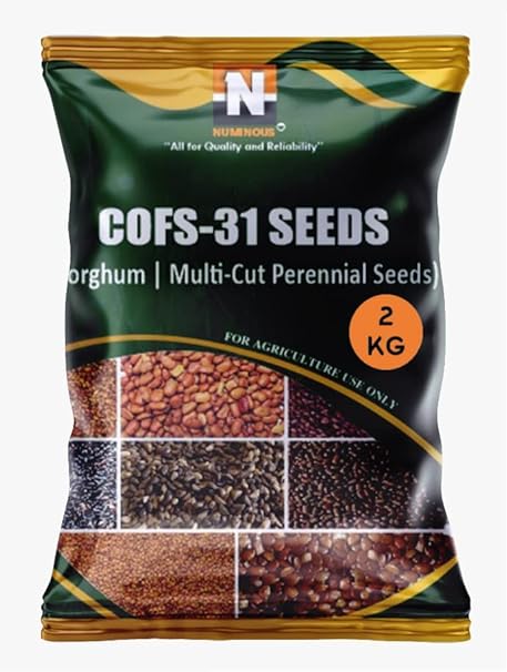 Numinous COFS 31 /Sorghum/Jowar/Jwari/Multicut/Perennial Fodder Grass Seeds - 2 Kg