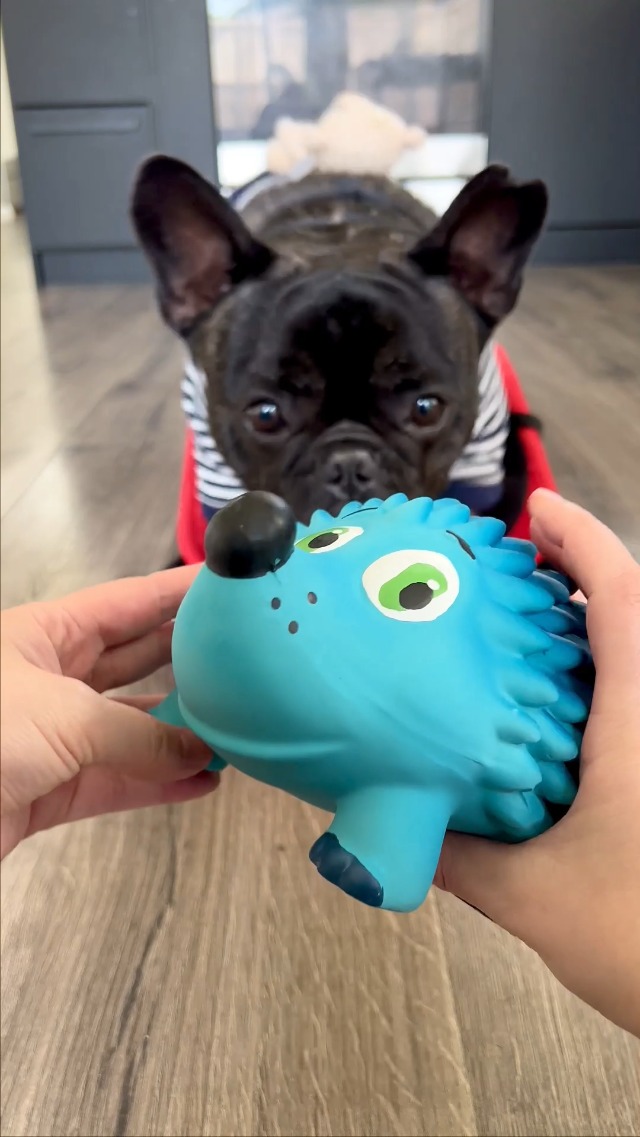 Tootiez Hedgehog Toy Review&colon; Fun Latex Rubber Dog Toy on Amazon Live