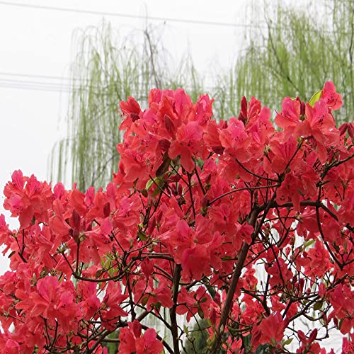 Red Rhododendrons Flowers Seedlings Rhododendrons Live Plant Bare Root Seedling Sapling For Spring Planting Perennial Plant Root,Home Garden Yard Decor（One Plant, No Pot, Length：10In.） #TOP4