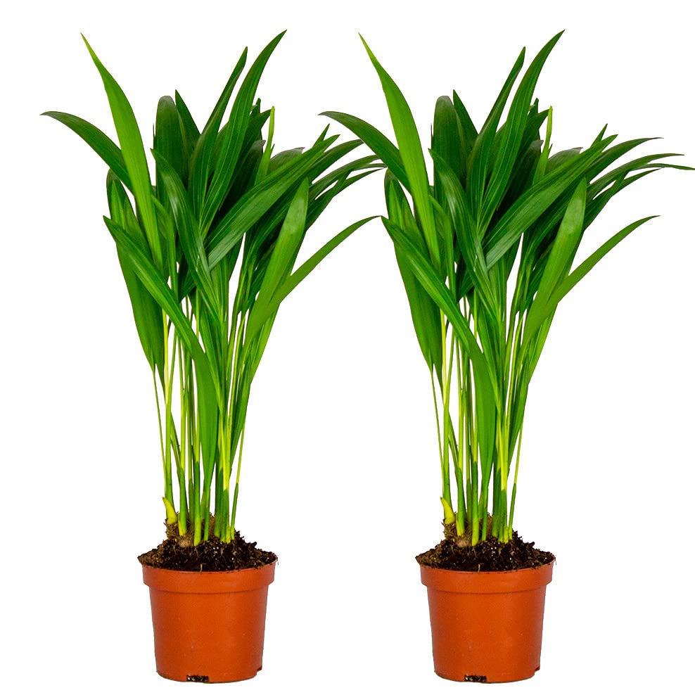 Bloomique - 2er-Set - Dypsis Lutescens - Goldfruchtpalme - Areca Palme -  Zimmerpflanzen - Pflegeleicht - Haustierfreundlich - Hhe 25-30 cm - Topf  10,5 cm : Amazon.de: Garten