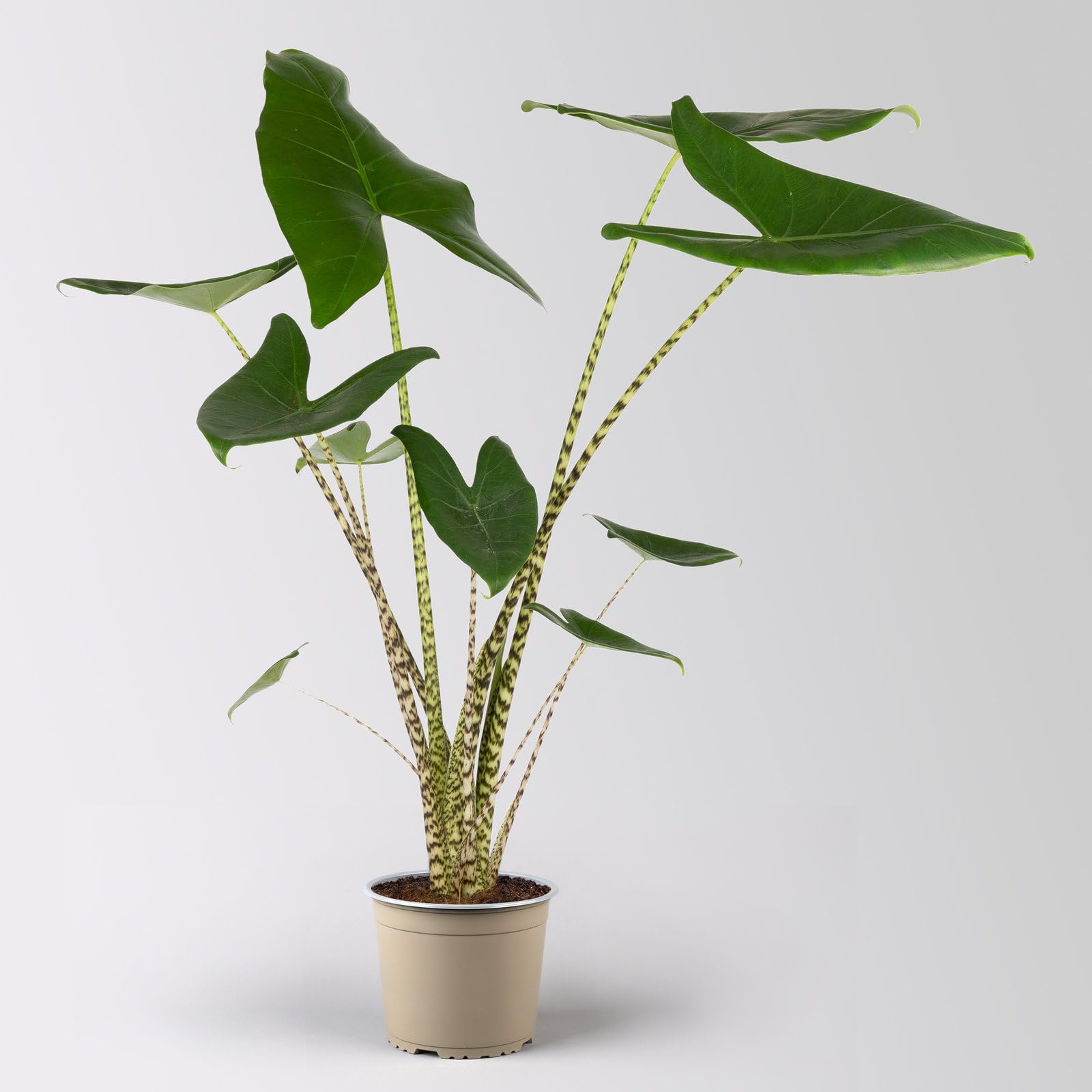 Alocasia 'Zebrina', in Keramiktopf Byron, Topf-Ø 17 cm, Höhe ca. 60 cm