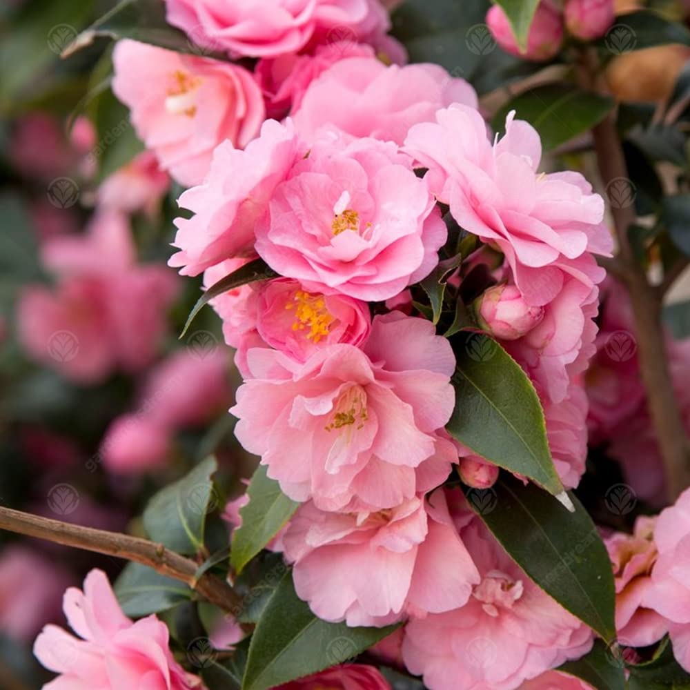 GardenersDream Camellia Williamsii 'Spring Festival' Plant - Outdoor Garden Ready Flowering Shrub - Evergreen Hardy Shrub - Beautiful Outdoor Plant for Garden, Patio (9cm Pot, 20-30cm)