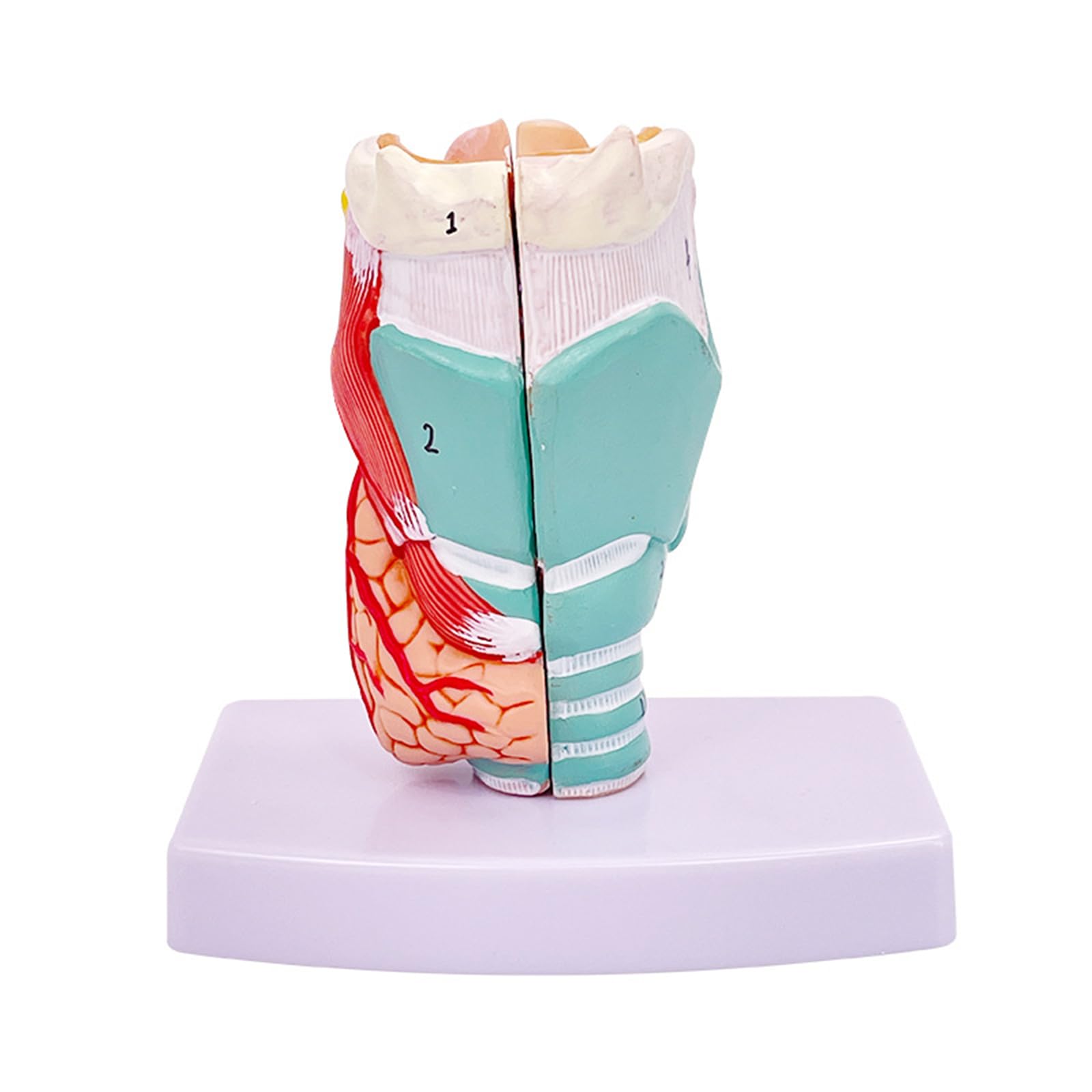 Modèle de larynx AMITD grandeur nature pour cours d'anatomie et de chant