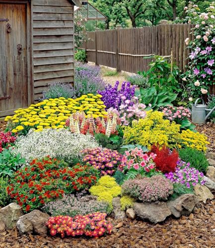 BALDUR Garten 12er Set Großer Staudengarten Pflanzen im 7x7 cm-Topf begeistert jedes Jahr mit seiner Blütenfülle buntes Staudenbeet winterhart bienenfreundlich für Beete & Naturgärten