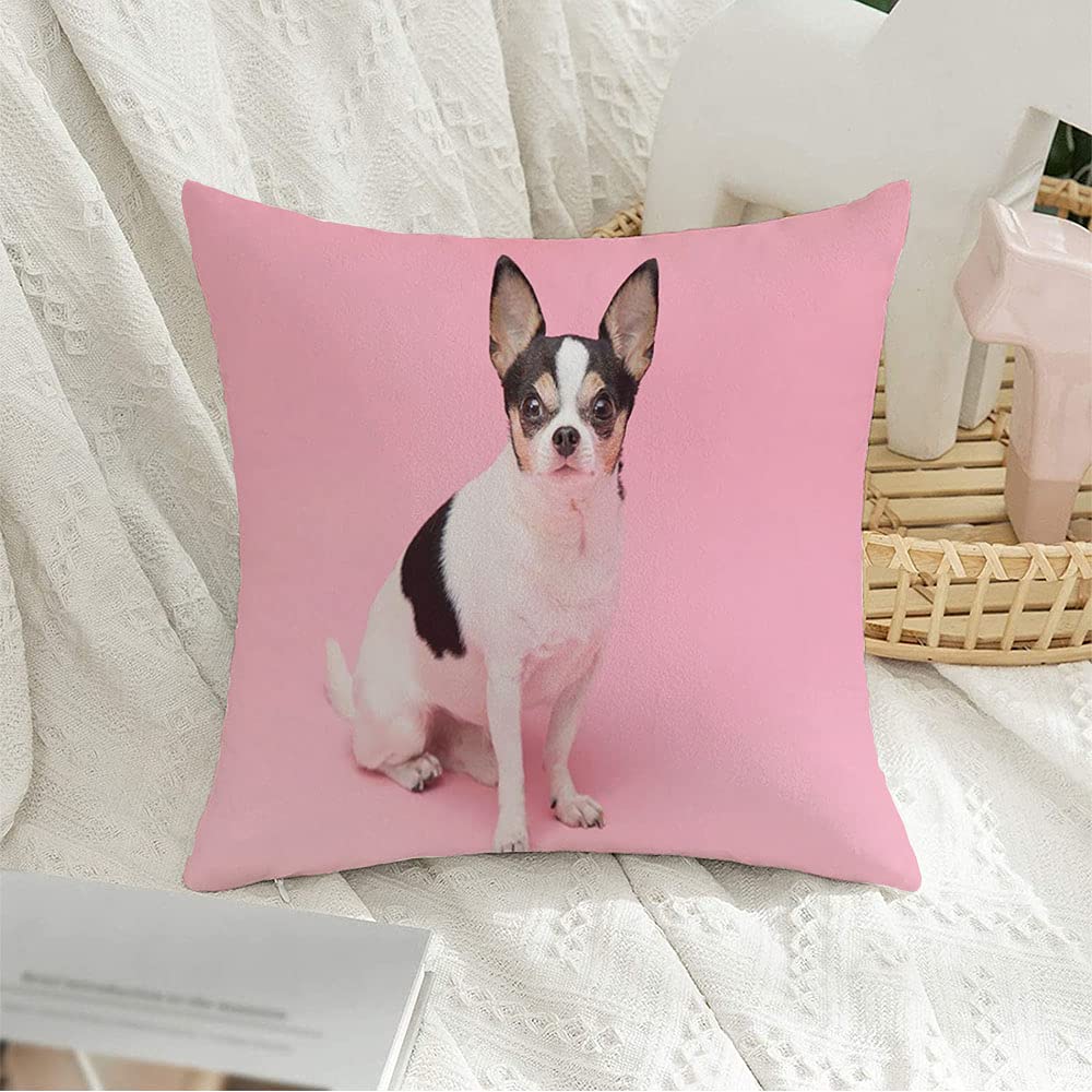 chihuahua barf