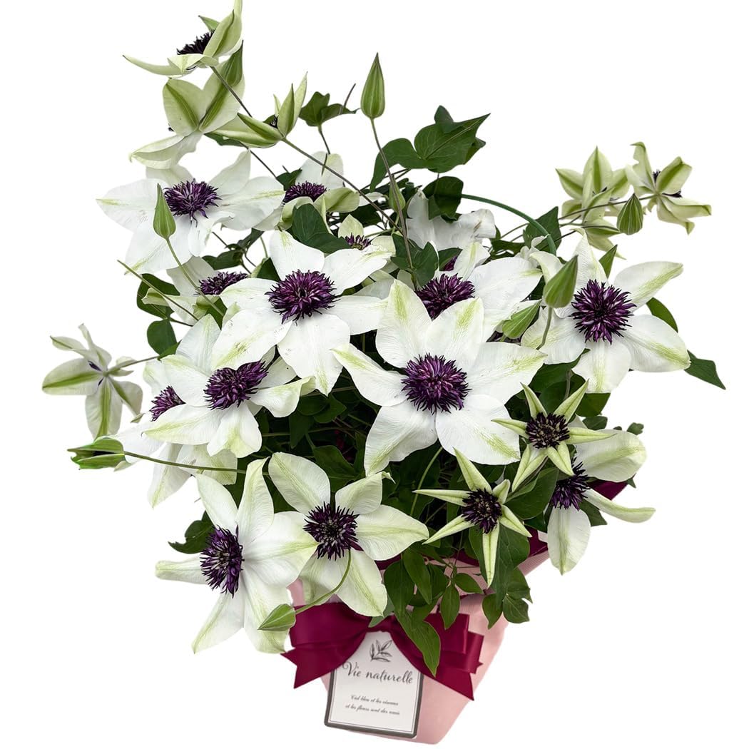 Amazon.co.jp: 【心を込めて贈る】 母の日 花 クレマチス テッセン 5号