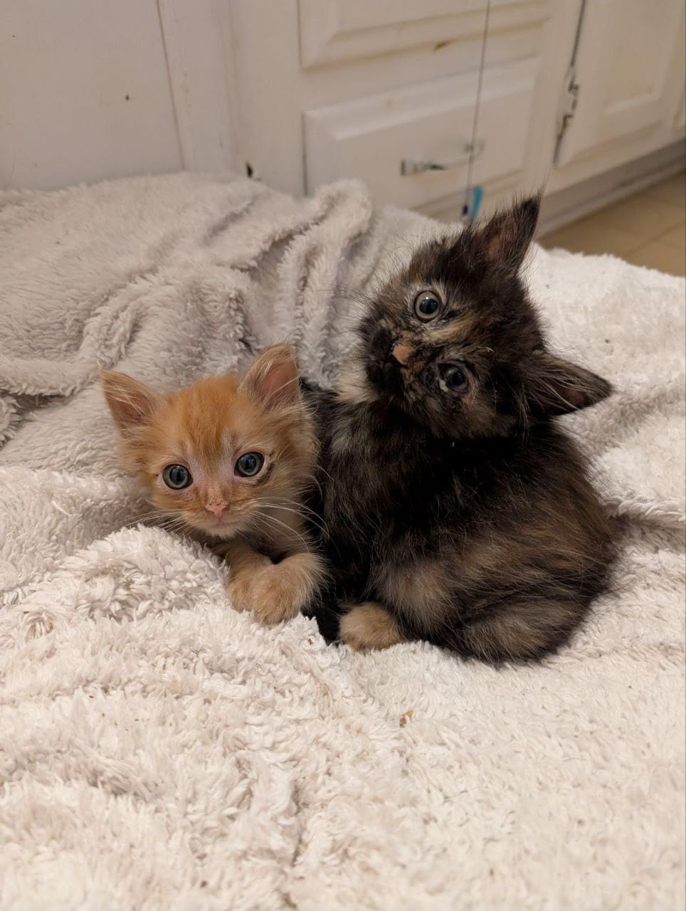 INABA Churu Cat Treats, Grain-Free, Lickable, Squeezable Creamy Purée Cat Treat/Topper with Vitamin E & Taurine, 0.5 Ounces Each Tube, 50 Tubes, Tuna & Chicken Variety photo review