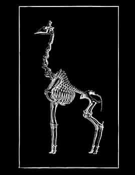 61bmCh4aQEL._AC_UF350,