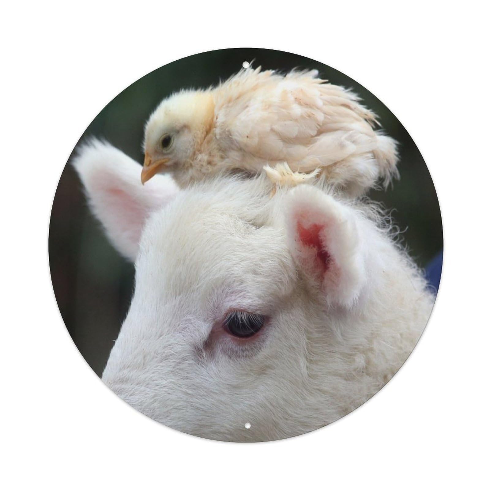 Animal Chicks And Lambs Vintage Metal Tin Sign Plaque Wall Decor for Cafe, Club Bar, Office, Garden Metal Poster 8x8Inch