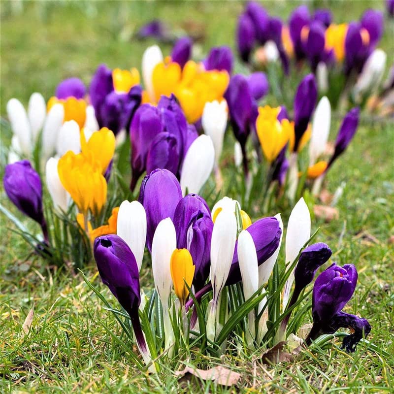 Image of IMP. Saffron | Crocus Excellent Quality Flower Bulbs for Attractive Aromatic Flowers Home Outdoor Gardening Plants Flowering Bulbs (pack of 12, Multicolour)