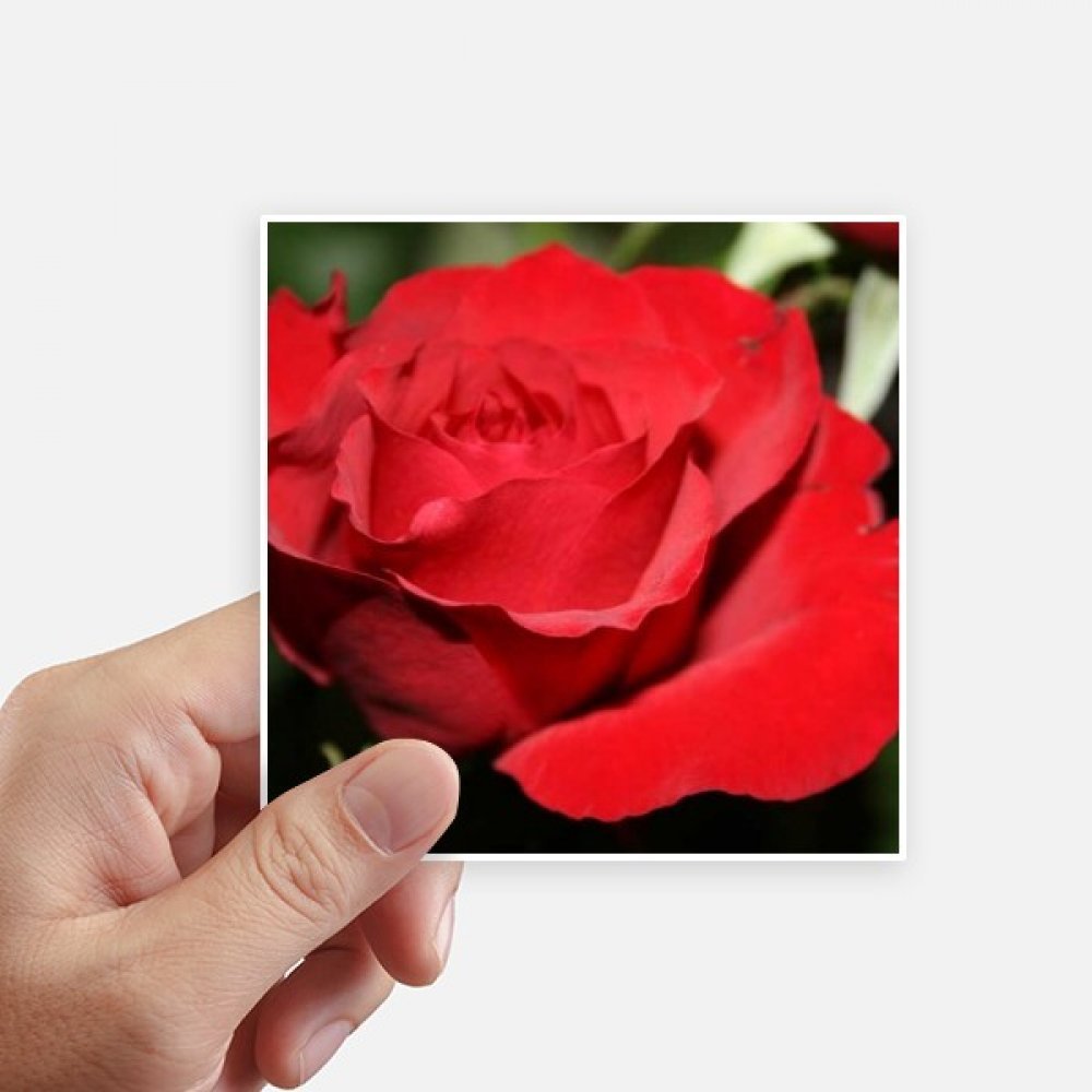 Autocollant roses rouges grand format 10x10 cm au design multicolore résistant