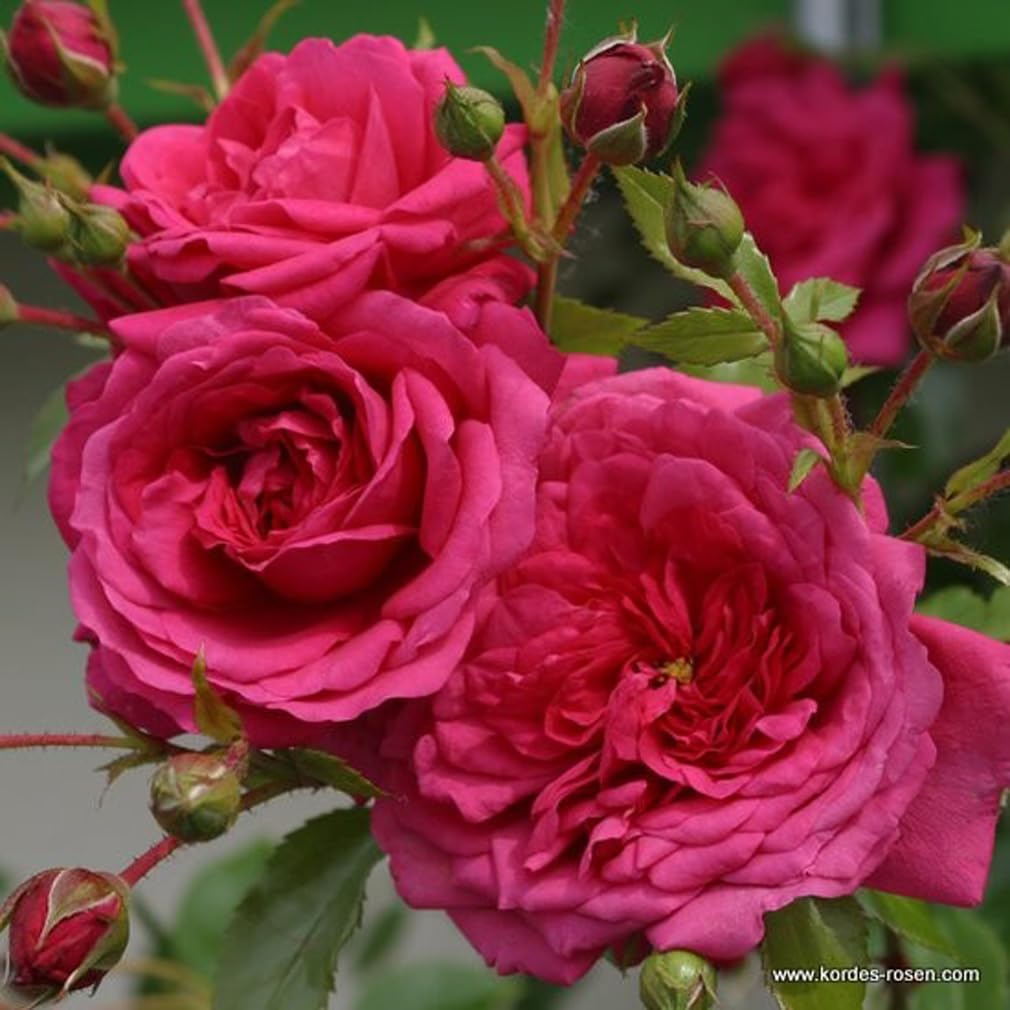 2 x Rose - Rosa 'Laguna' Topf 25-30 cm - Die magentarosafarbene Kletterrose mit betörendem Fruchtduft