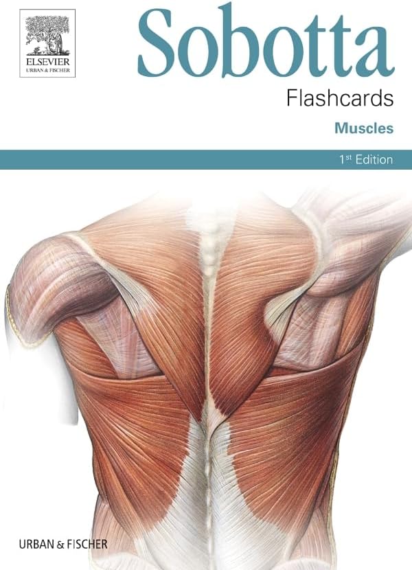 Sobotta Flashcards Muscles: Muscles Cards – 27 Aug. 2013