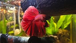 Review Image by Heather potts